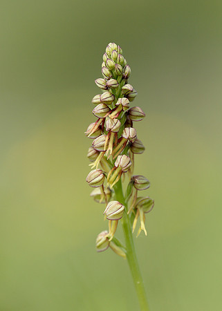 Man Orchid Orchis anthropophora