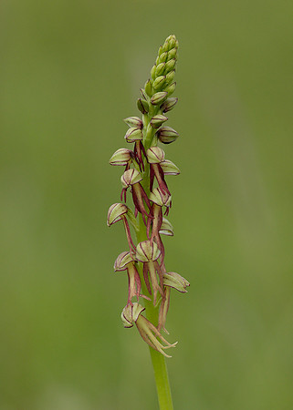 Man Orchid Orchis anthropophora