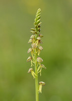 Man Orchid Orchis anthropophora