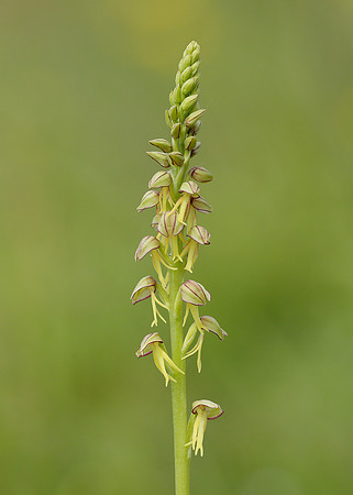 Man Orchid Orchis anthropophora