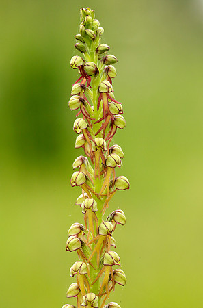 Man Orchid Orchis anthropophora
