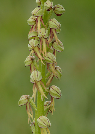 Man Orchid Orchis anthropophora