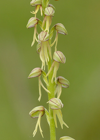 Man Orchid Orchis anthropophora