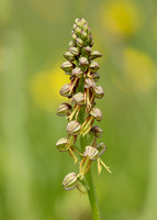Man Orchid Orchis anthropophora