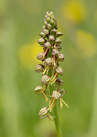 Man Orchid Orchis anthropophora