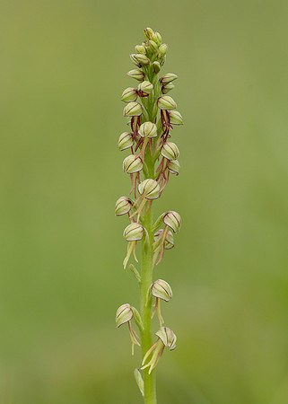 Man Orchid Orchis anthropophora