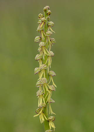 Man Orchid Orchis anthropophora