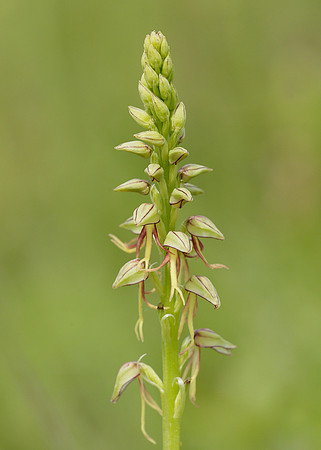 Man Orchid Orchis anthropophora