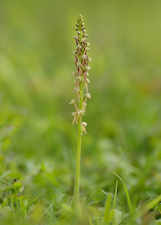 Man Orchid Orchis anthropophora