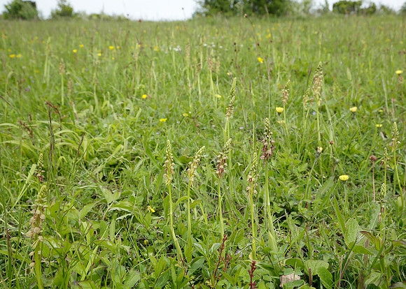 Man Orchid Orchis anthropophora