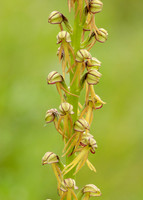 Man Orchid Orchis anthropophora
