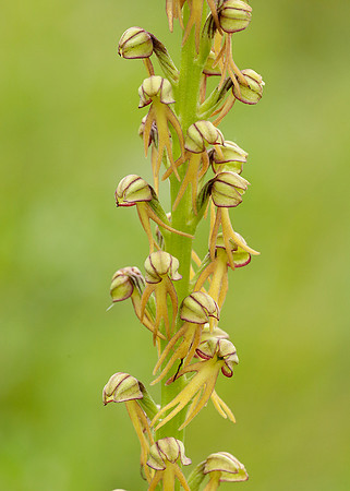 Man Orchid Orchis anthropophora