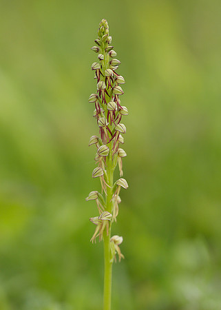 Man Orchid Orchis anthropophora