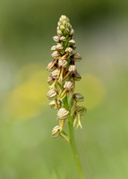 Man Orchid Orchis anthropophora