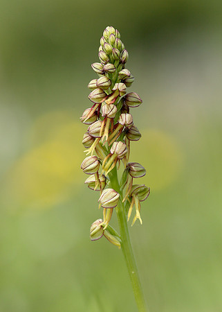 Man Orchid Orchis anthropophora