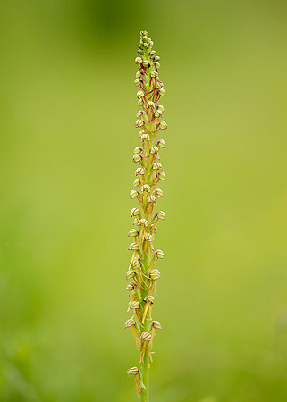 Man Orchid Orchis anthropophora