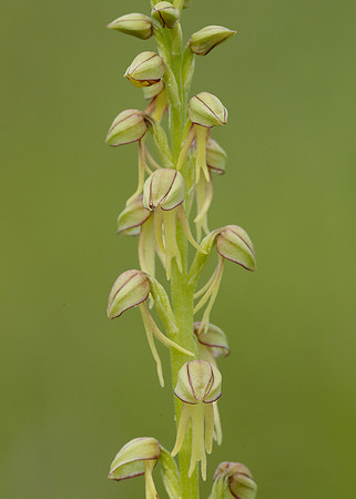 Man Orchid Orchis anthropophora