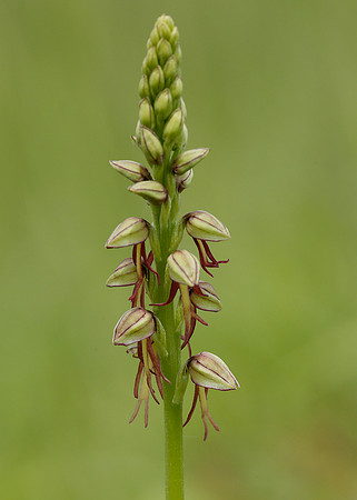 Man Orchid Orchis anthropophora