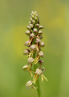 Man Orchid Orchis anthropophora