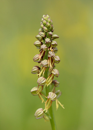 Man Orchid Orchis anthropophora