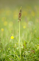 Man Orchid Orchis anthropophora