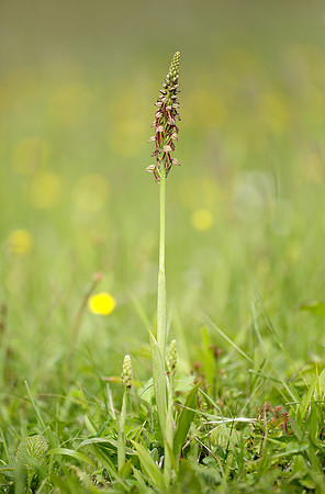 Man Orchid Orchis anthropophora