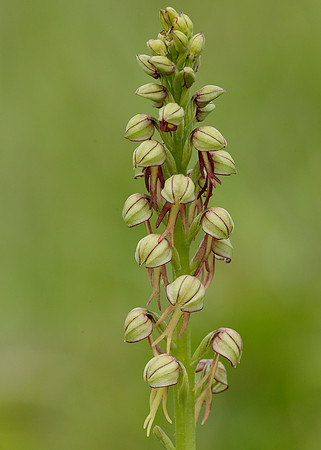 Man Orchid Orchis anthropophora