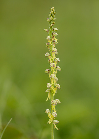 Man Orchid Orchis anthropophora