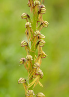 Man Orchid Orchis anthropophora
