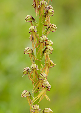 Man Orchid Orchis anthropophora