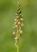Man Orchid Orchis anthropophora