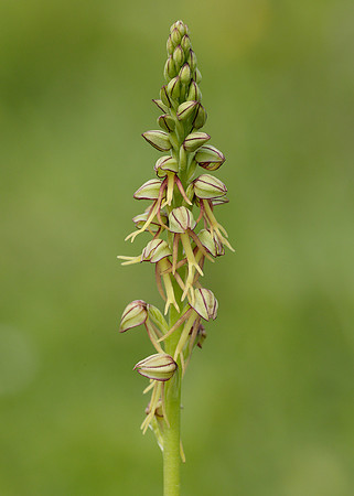 Man Orchid Orchis anthropophora