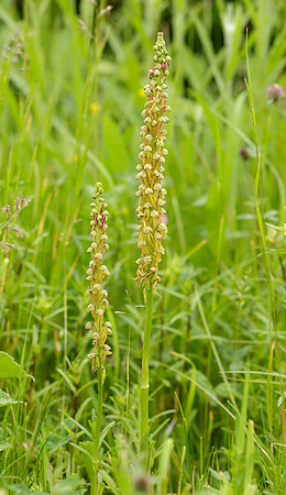 Man Orchid Orchis anthropophora
