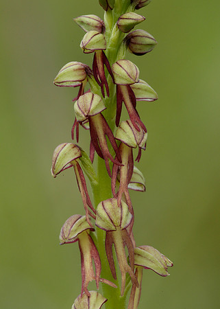 Man Orchid Orchis anthropophora