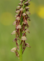 Man Orchid Orchis anthropophora