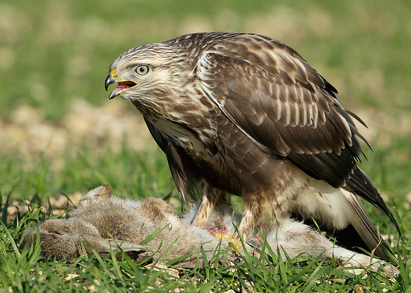 Rough-legged Buzzard Buteo lagopus