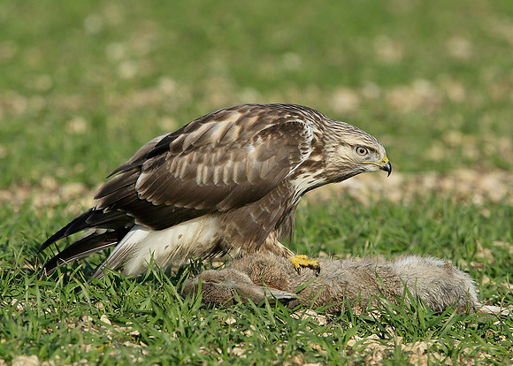 Rough-legged Buzzard Buteo lagopus