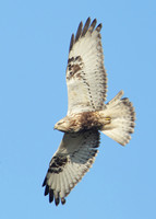 Rough-legged Buzzard Buteo lagopus