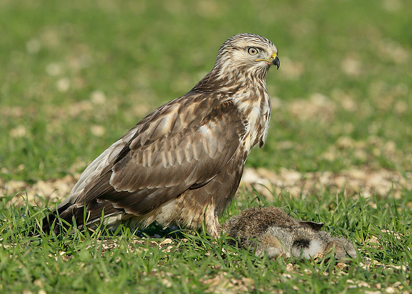 Rough-legged Buzzard Buteo lagopus