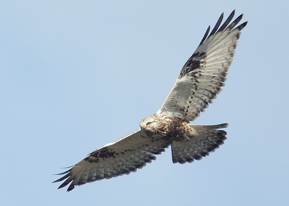 Rough-legged Buzzard Buteo lagopus