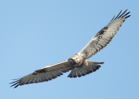 Rough-legged Buzzard Buteo lagopus
