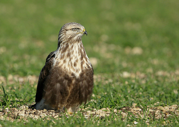 Rough-legged Buzzard Buteo lagopus