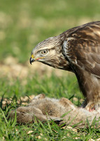 Rough-legged Buzzard Buteo lagopus
