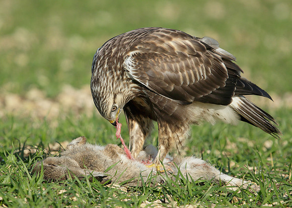 Rough-legged Buzzard Buteo lagopus