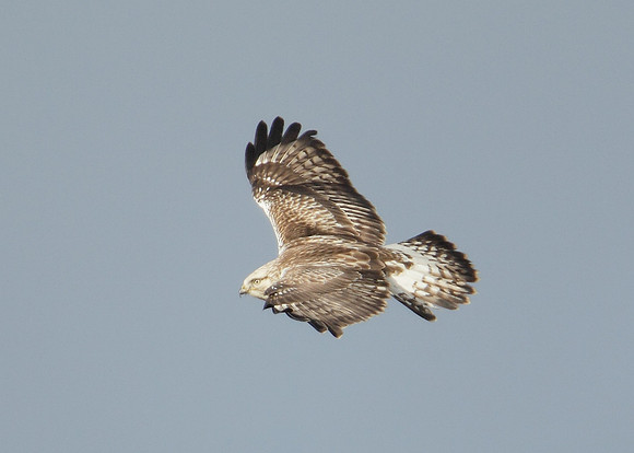 Rough-legged Buzzard Buteo lagopus