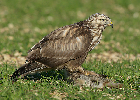 Rough-legged Buzzard Buteo lagopus
