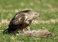 Rough-legged Buzzard Buteo lagopus