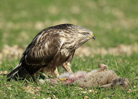 Rough-legged Buzzard Buteo lagopus