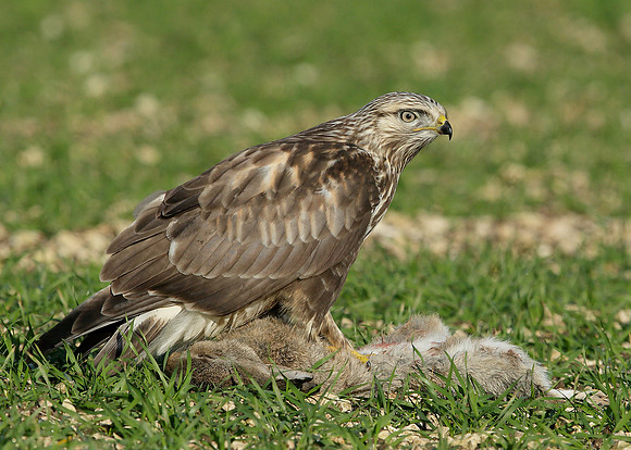 Rough-legged Buzzard Buteo lagopus
