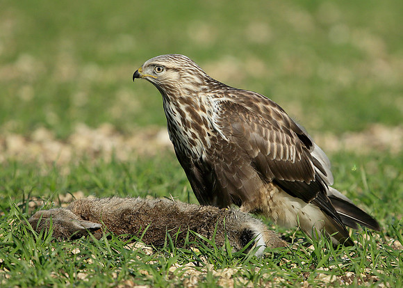 Rough-legged Buzzard Buteo lagopus